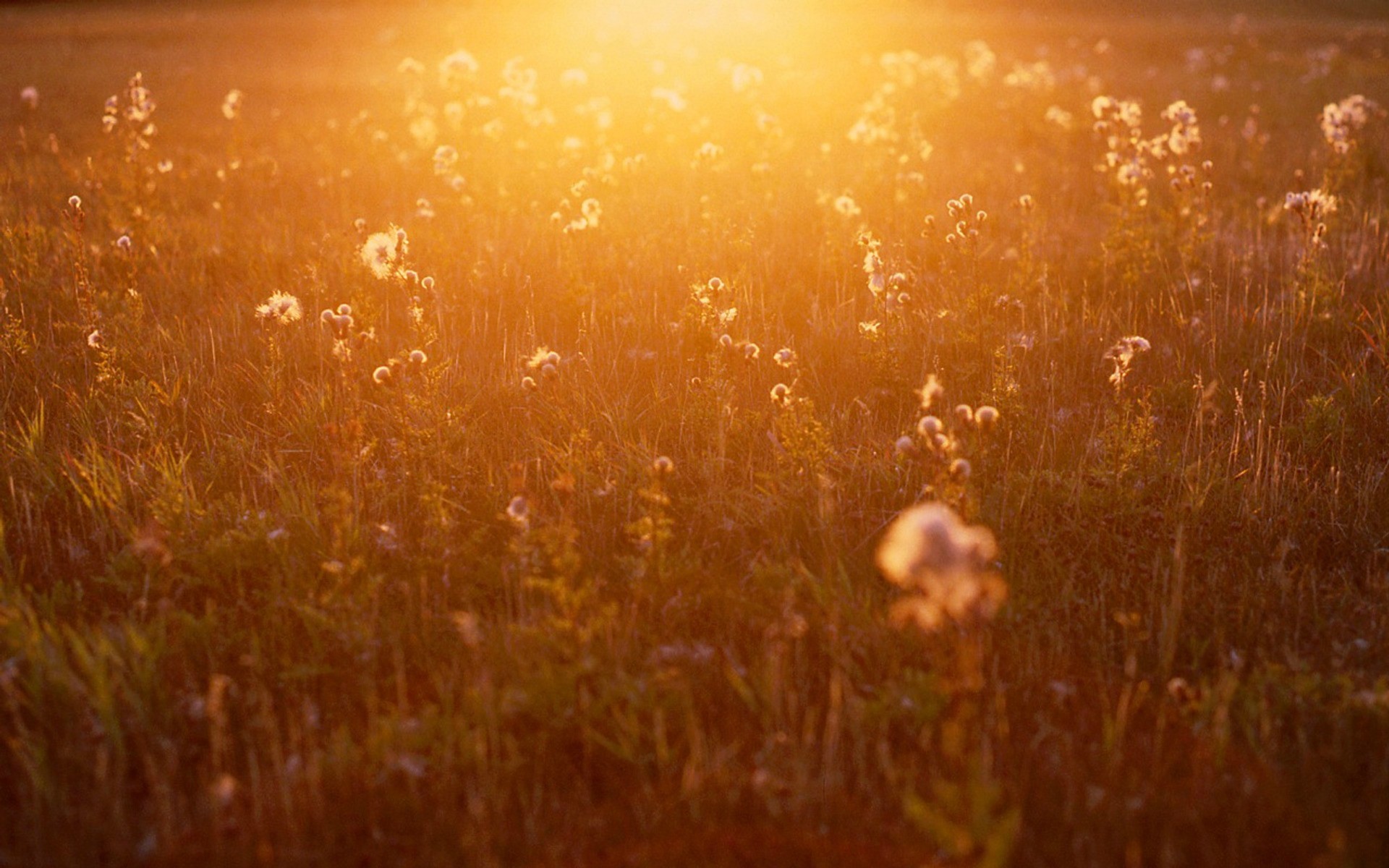 1920 x 1080 HD Wallpapers 1681